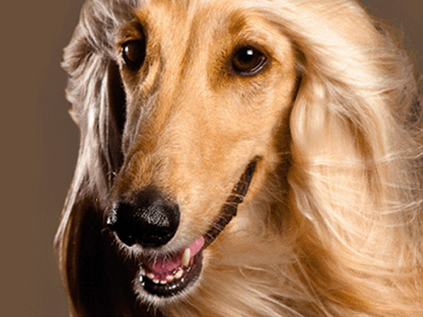 Banner 600X450 4Zampeinfiera25